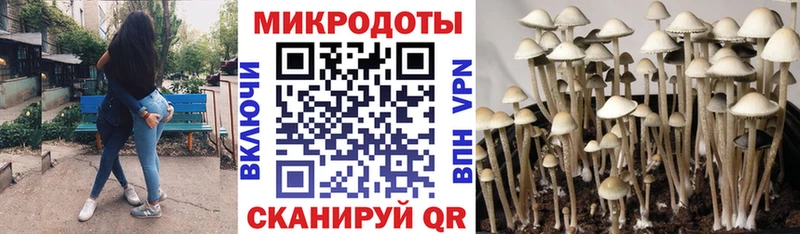 Галлюциногенные грибы Psilocybine cubensis  mega tor  Джанкой 